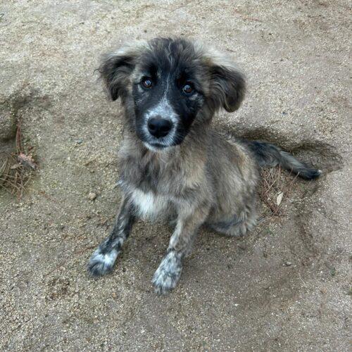 Lilli - Femmina  - 4 Mesi E Mezzo (Nata Indicativamente A Ottobre 2025)  Razza: Meticcio – Simil Pastore  Taglia: Media